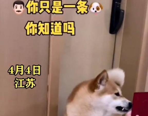 男子和柴犬争辩吃醋，拿出结婚证柴犬的表情亮了